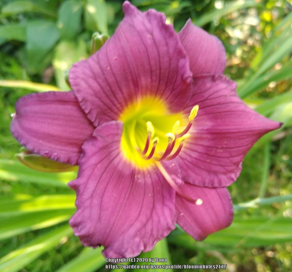 Photo of Daylily (Hemerocallis 'Velvet Shadows') uploaded by bloominholes2fill