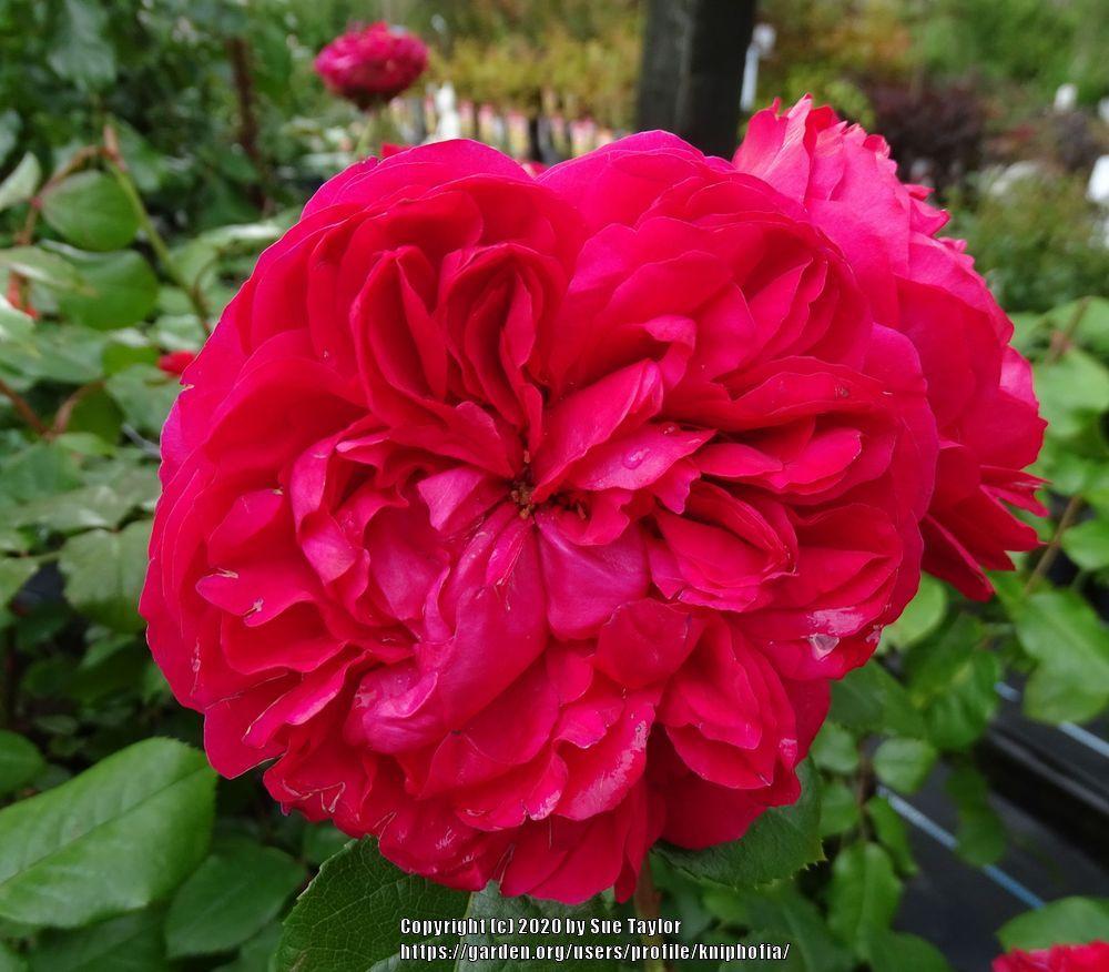 Photo of Rose (Rosa 'Red Leonardo da Vinci') uploaded by kniphofia