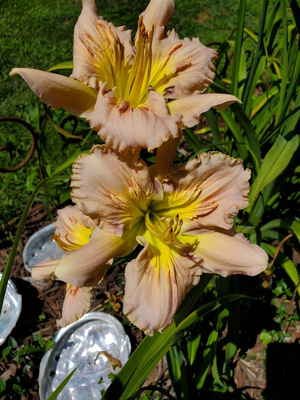 Photo of Daylily (Hemerocallis 'Sculpted in Vermont') uploaded by Ahead