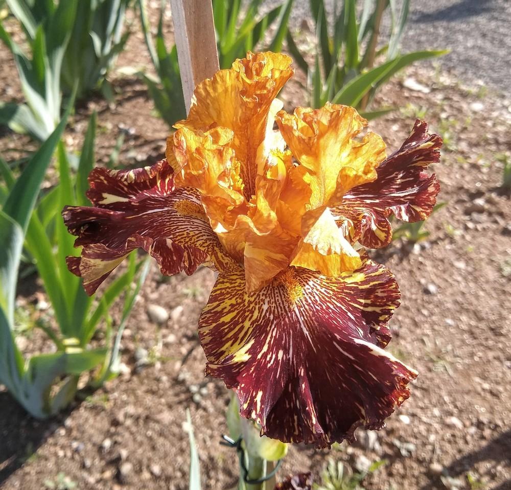 Photo of Tall Bearded Iris (Iris 'Spiced Tiger') uploaded by Gretchenlasater