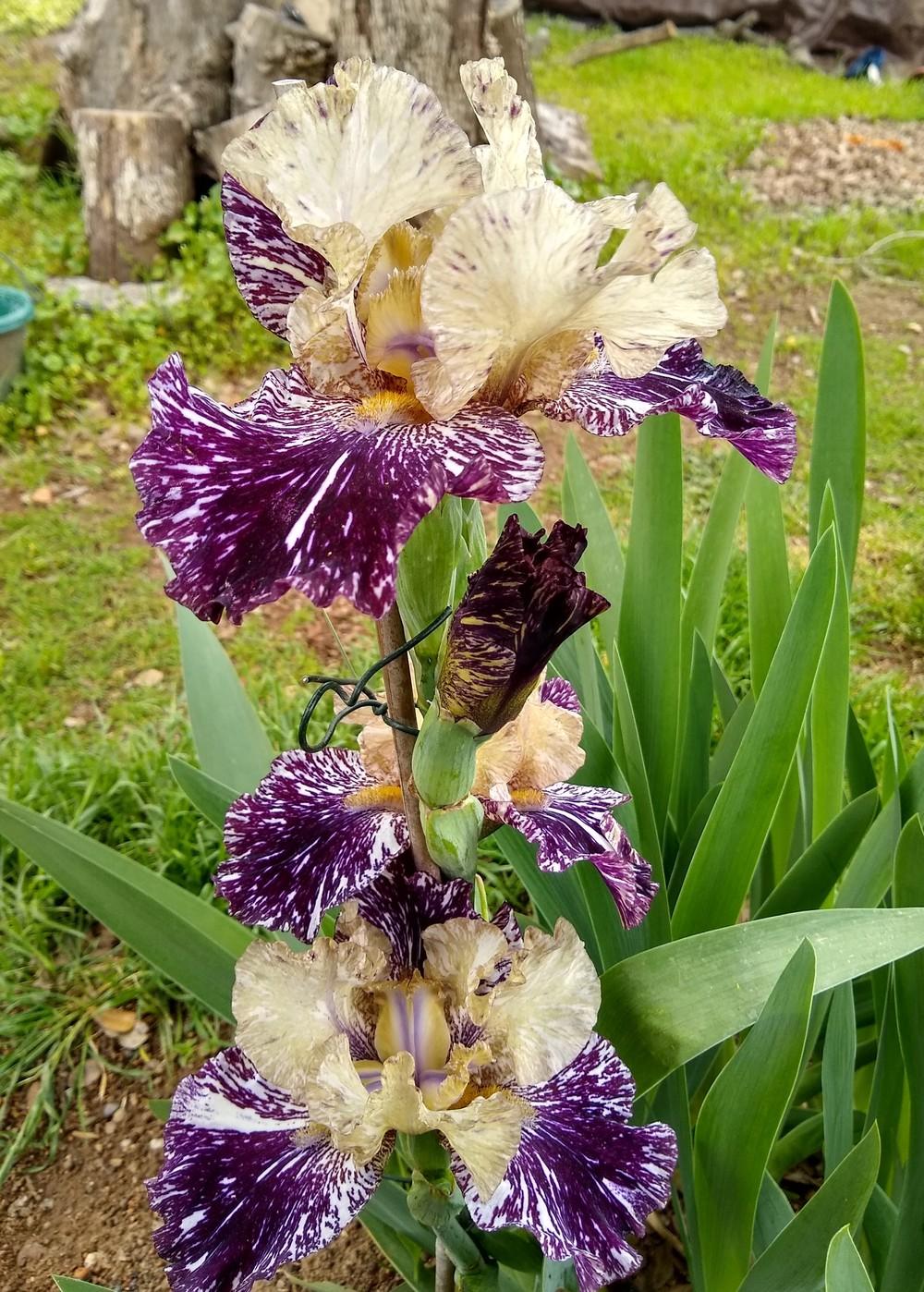 Photo of Tall Bearded Iris (Iris 'Gnus Flash') uploaded by Gretchenlasater