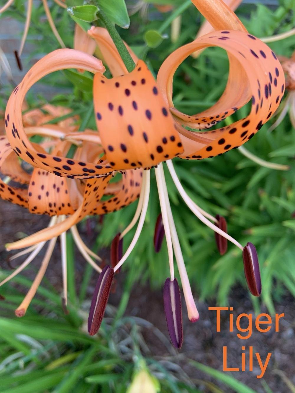 Photo of Tiger Lily (Lilium lancifolium) uploaded by KySprout