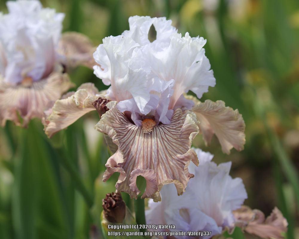 Photo of Tall Bearded Iris (Iris 'Tango Amigo') uploaded by Valery33