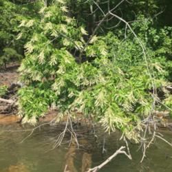 Location: Lake James, NC
Date: 2020-07-12
This tree is easy to spot amongst the others!