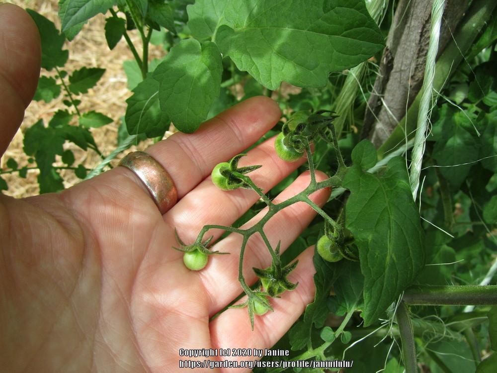 Photo of Tomato (Solanum lycopersicum 'Matt's Wild Cherry') uploaded by janinilulu