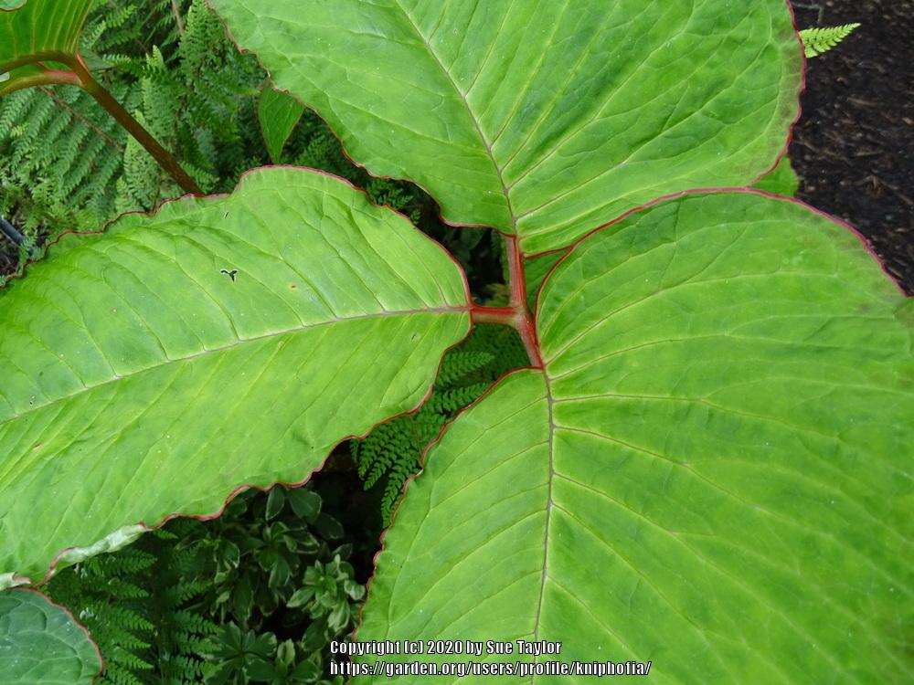 Photo of Cobra Lily (Arisaema speciosum 'Himalayan Giant') uploaded by kniphofia