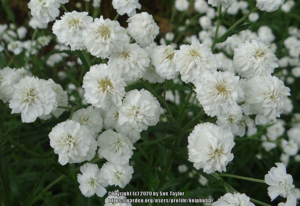 Photo of Yarrow (Achillea ptarmica 'The Pearl') uploaded by kniphofia