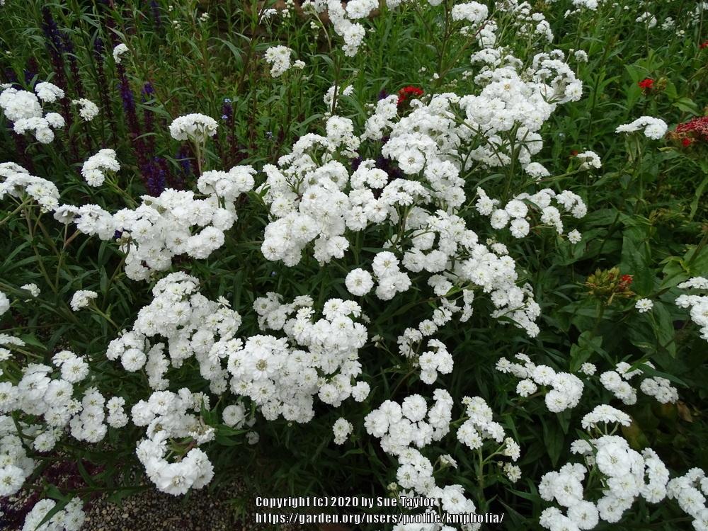 Photo of Yarrow (Achillea ptarmica 'The Pearl') uploaded by kniphofia
