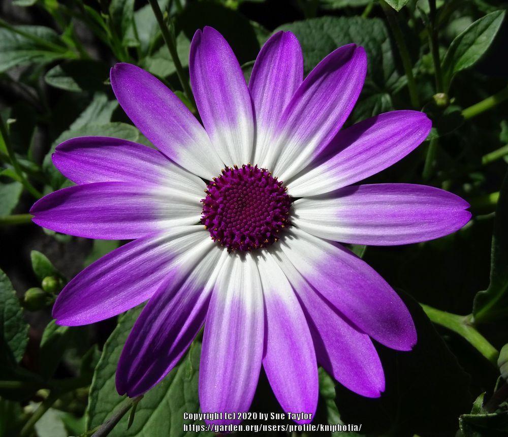Photo of Florist's Cineraria (Pericallis Senetti® Violet Bicolor) uploaded by kniphofia