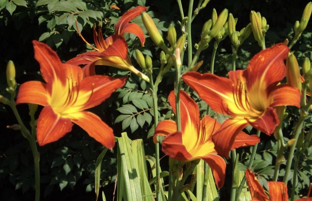 Photo of Daylily (Hemerocallis 'August Flame') uploaded by Curlycollards