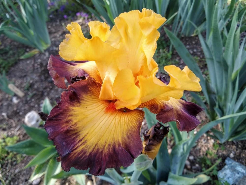 Photo of Tall Bearded Iris (Iris 'Jazz Band') uploaded by Gretchenlasater