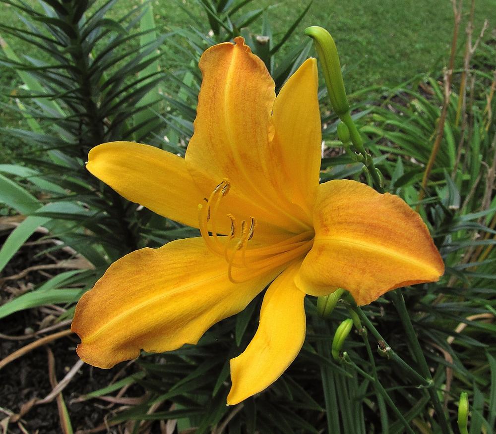 Photo of Daylily (Hemerocallis 'August Pioneer') uploaded by TheresaTMP