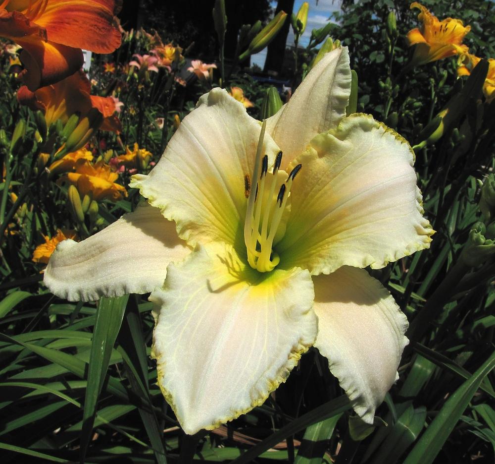 Photo of Daylily (Hemerocallis 'August Frost') uploaded by TheresaTMP
