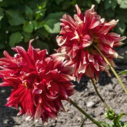 Location: Dahlia Hill, Midland, Michigan
Date: 2019-09-05
A two-fer - front and rear views of Bodacious dahlia