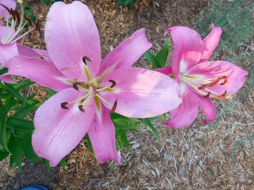 Photo of Lily (Lilium 'Robina') uploaded by gardenglassgems