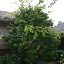 Location: at the Missouri Botanic Garden in Saint Louis
Date: 2004
Acer palmatum 'Sango Kaku'