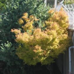 Location: at the Missouri Botanic Garden in Saint Louis
Date: 2004
Acer palmatum 'Sango Kaku'