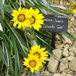Location: RHS Harlow Carr alpine house, Yorkshire, UK
Date: 2020-07-11
