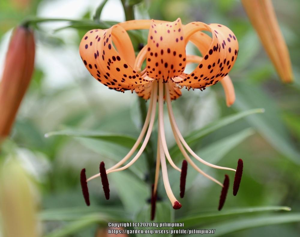 Photo of Tiger Lily (Lilium lancifolium) uploaded by pitimpinai