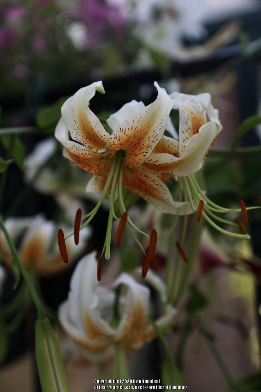 Photo of Lily (Lilium 'Lady Alice') uploaded by pitimpinai