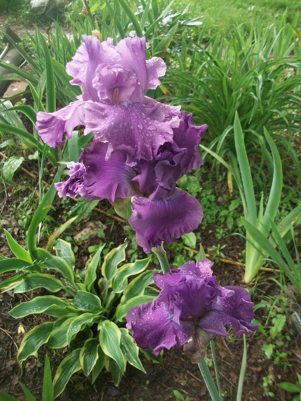 Photo of Tall Bearded Iris (Iris 'Rhinelander') uploaded by DonnaKribs
