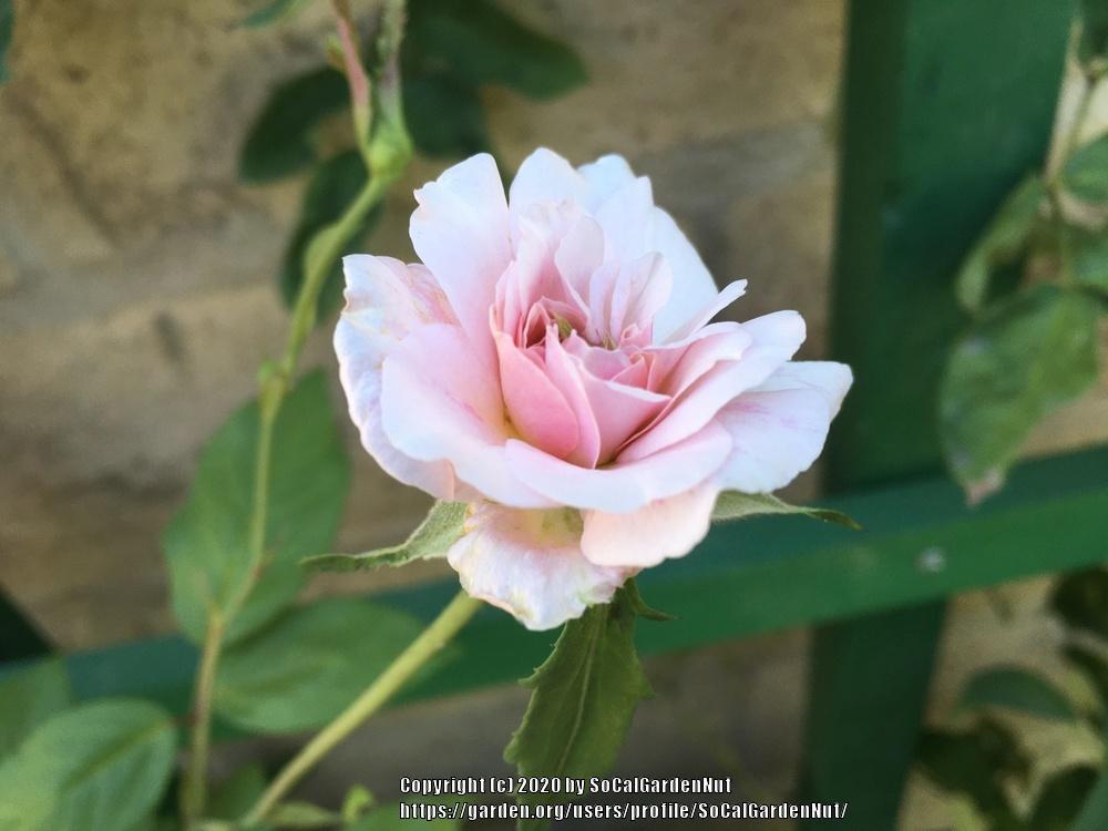 Photo of Polyantha Rose (Rosa 'Cecile Brunner') uploaded by SoCalGardenNut