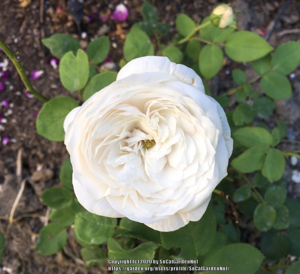 Photo of Rose (Rosa 'Fair Bianca') uploaded by SoCalGardenNut