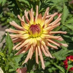 Location: Dahlia Hill, Midland, Michigan
Date: 2019-09-05
As these blended apricot orange/yellow blooms open, the bright ye