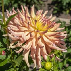 Location: Dahlia Hill, Midland, Michigan
Date: 2019-09-05
I love the color blend and the interesting petal shapes in this d