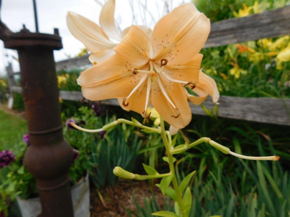 Photo of Lily (Lilium 'Pendant Peach') uploaded by gardenglassgems
