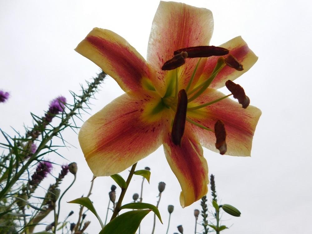 Photo of Lily (Lilium 'American West') uploaded by gardenglassgems