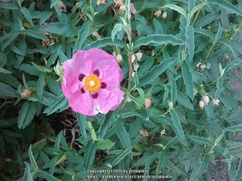 Photo of Purple-Flowered Rockrose (Cistus x purpureus) uploaded by pitimpinai