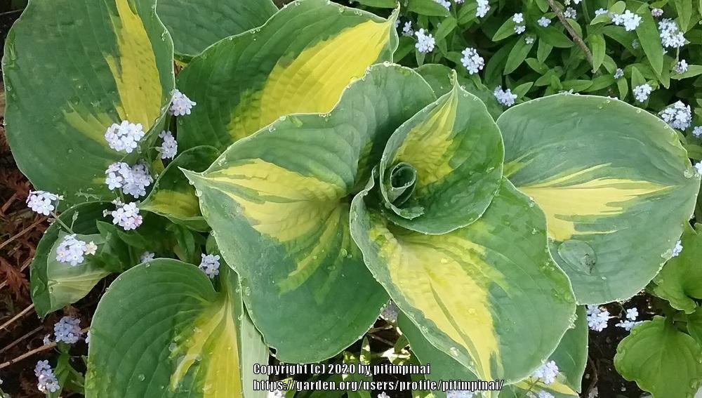 Photo of Hosta 'Dream Queen' uploaded by pitimpinai