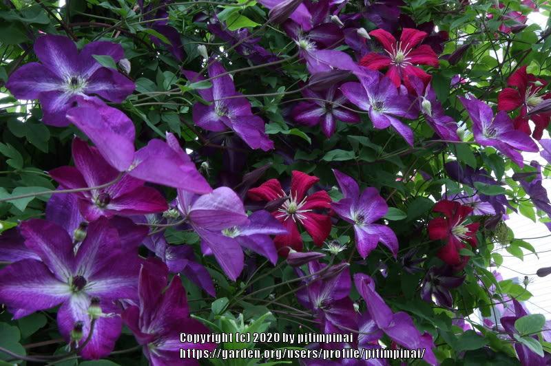 Photo of Clematis (Clematis viticella 'Venosa Violacea') uploaded by pitimpinai