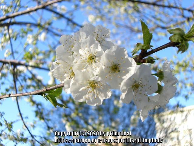 Photo of Yoshino Cherry (Prunus x yedoensis) uploaded by pitimpinai