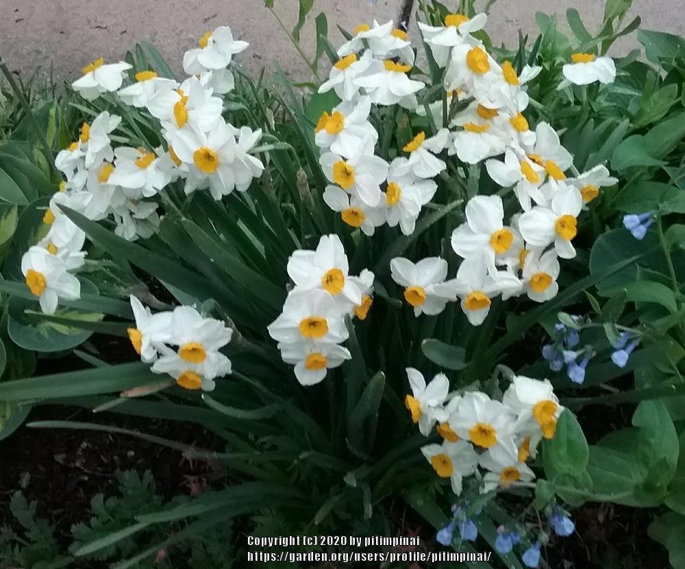 Photo of Daffodil (Narcissus 'Geranium') uploaded by pitimpinai