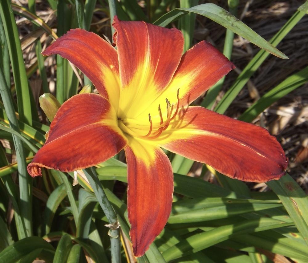 Photo of Daylily (Hemerocallis 'Point of View') uploaded by Curlycollards