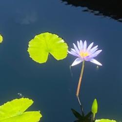 Location: St Louis - MoBOT
Date: 2020-07-05
Plant listed as Nymphaea capensis