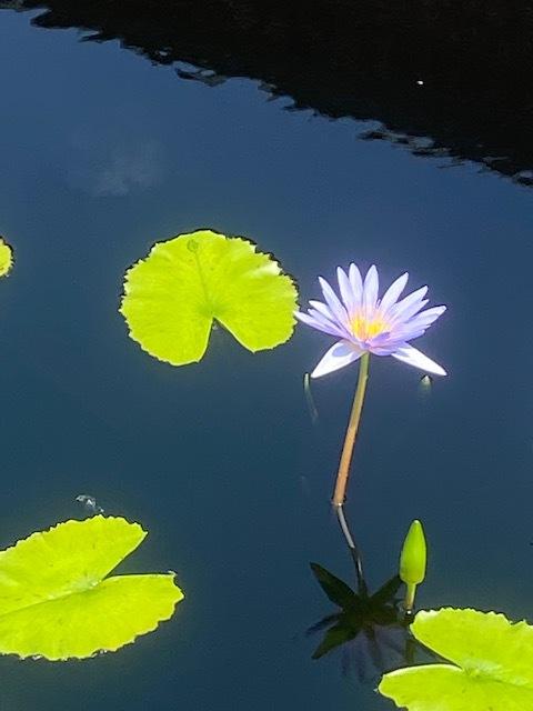 Photo of Blue Lotus of the Nile Lily (Nymphaea nouchali var. caerulea) uploaded by SL_gardener