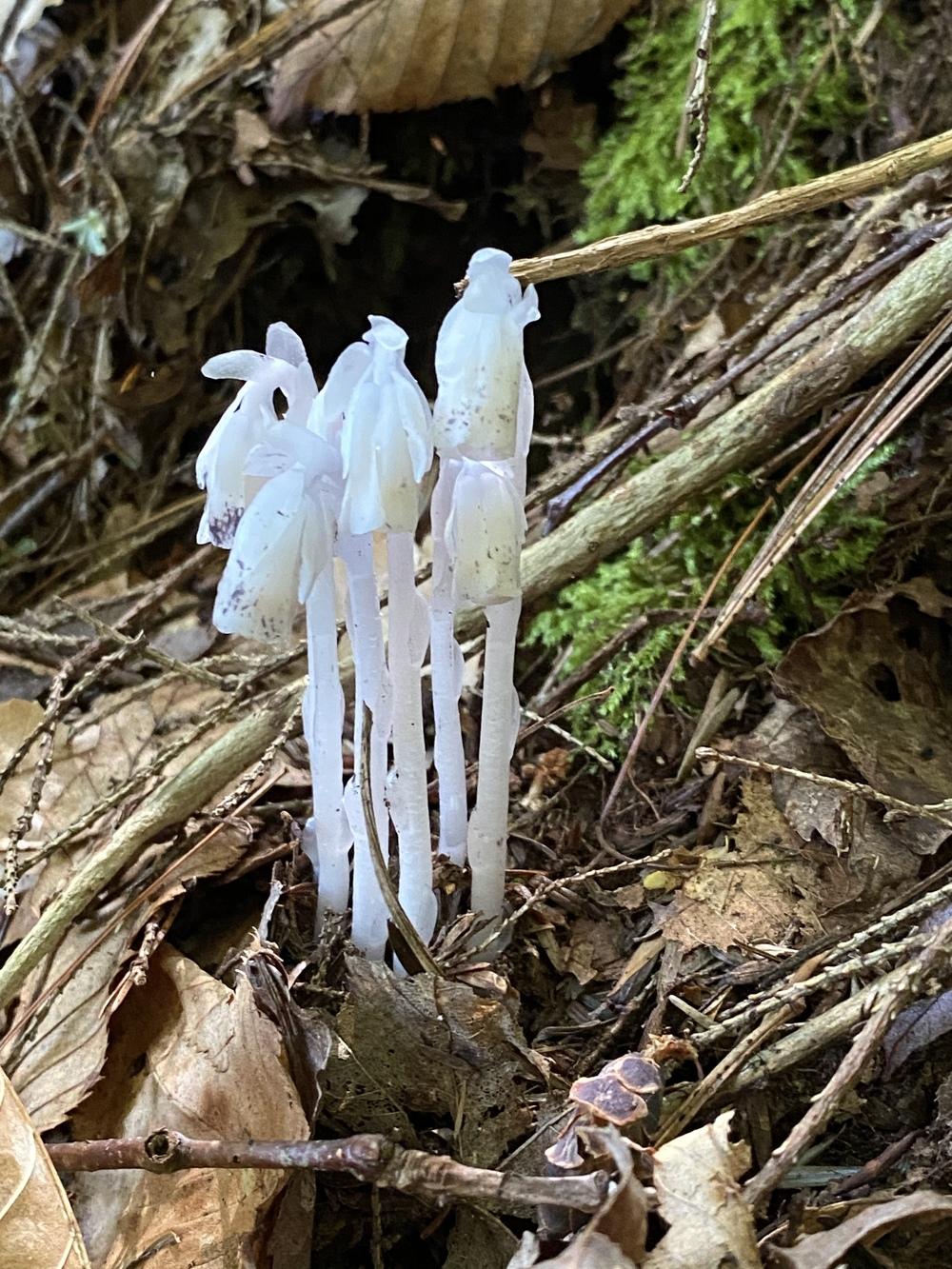 Photo of Indian Pipe (Monotropa uniflora) uploaded by Ursula