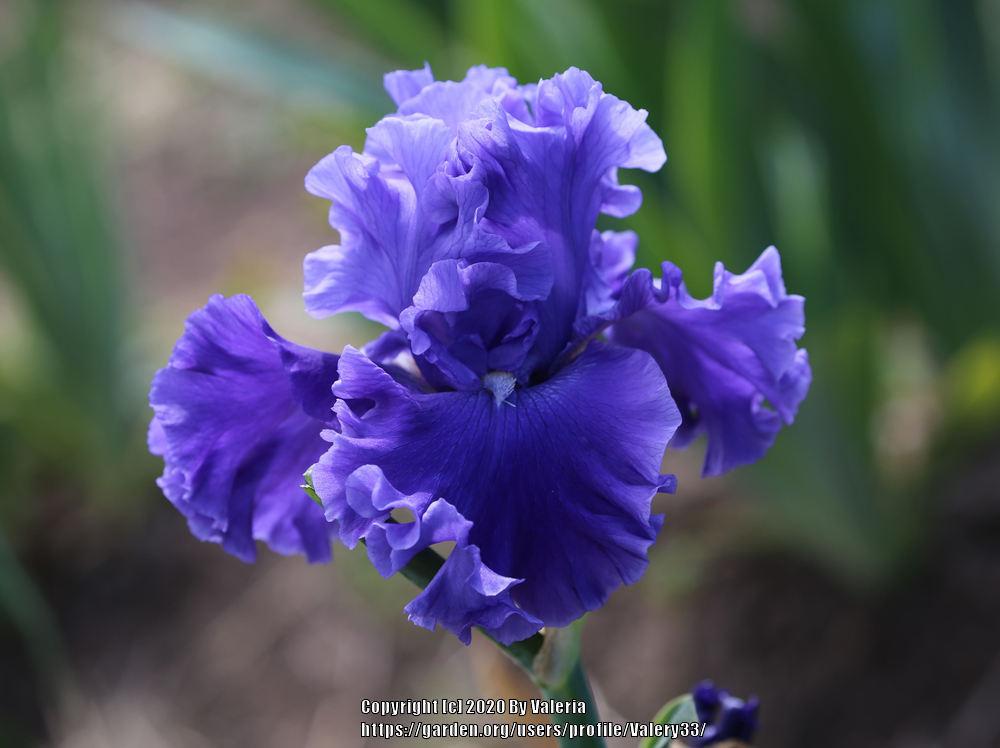 Photo of Tall Bearded Iris (Iris 'Adriatic Waves') uploaded by Valery33