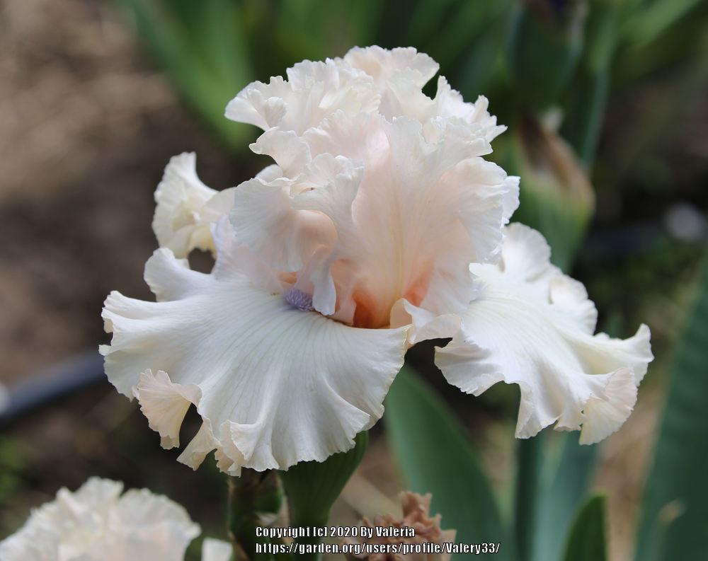 Photo of Tall Bearded Iris (Iris 'Otherside of Heaven') uploaded by Valery33