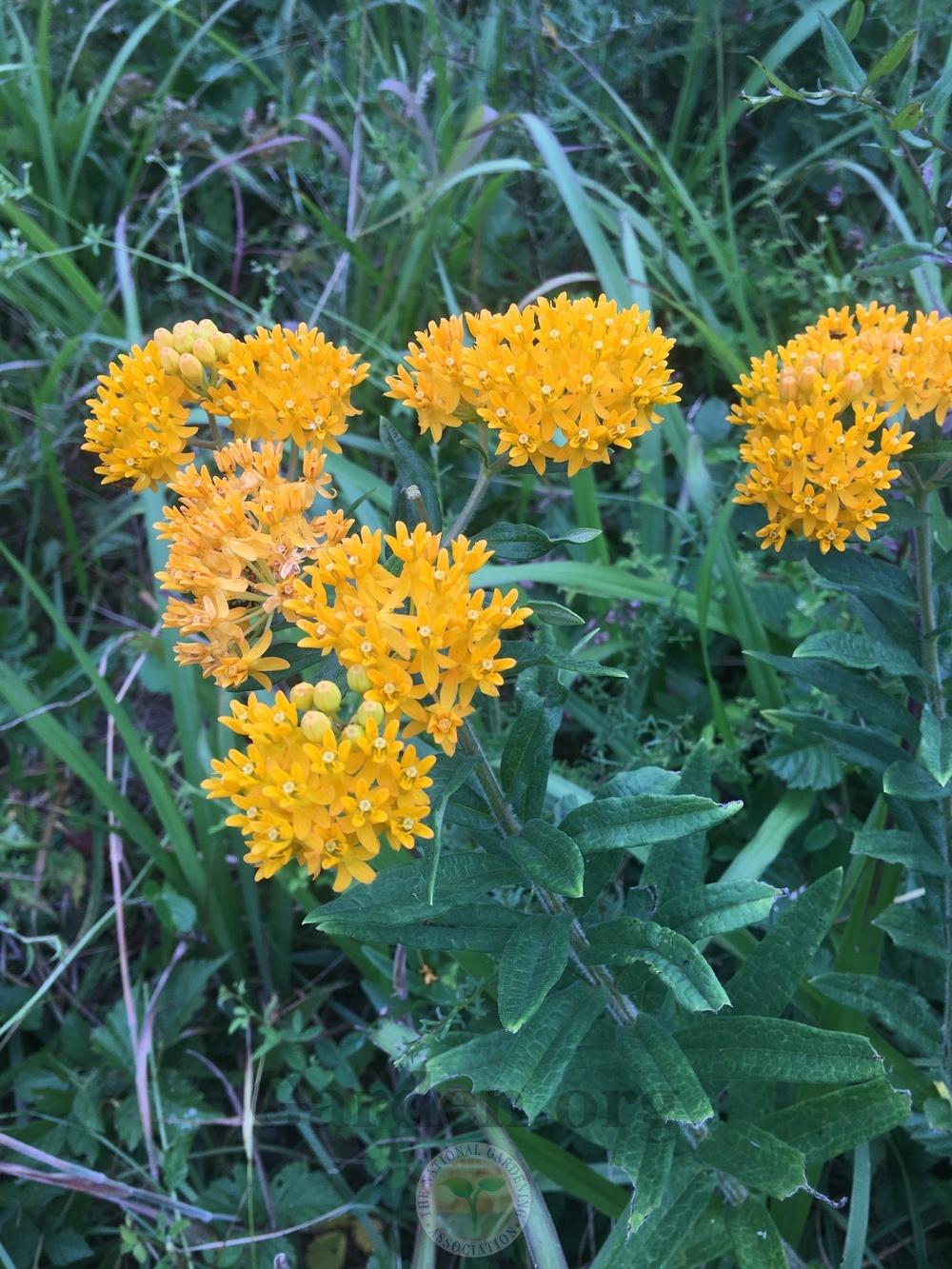Photo of Butterfly Milkweed (Asclepias tuberosa) uploaded by chickhill