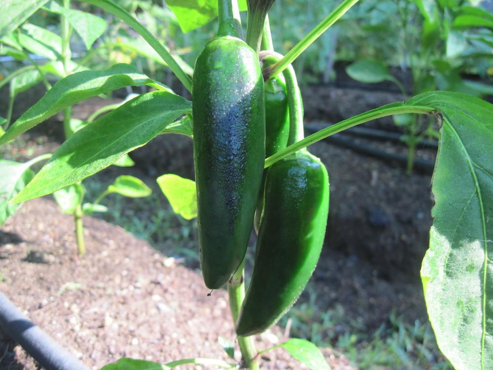 Photo of Jalapeno Pepper (Capsicum annuum 'Jalapeno') uploaded by robertduval14