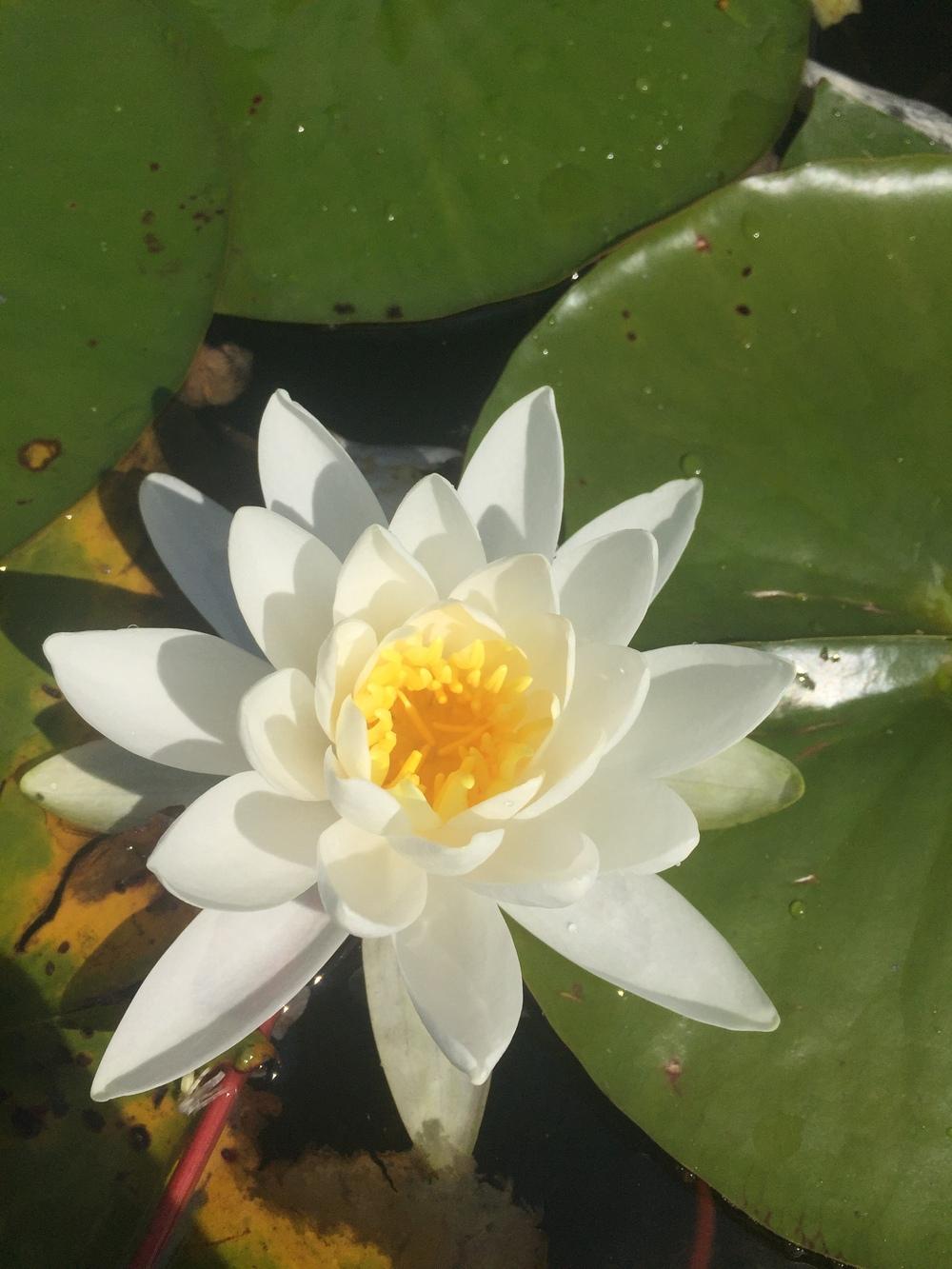 Photo of American White Waterlily (Nymphaea odorata) uploaded by WhistlingWisteria