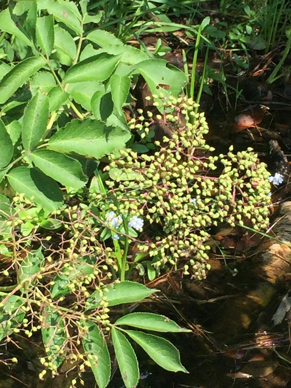 Photo of American Elderberry (Sambucus canadensis) uploaded by WhistlingWisteria