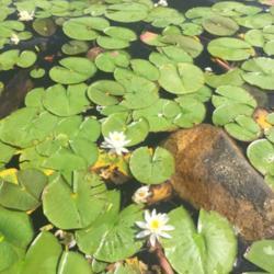 Location: Newland, NC
Date: 2020-07-18
This group of water lilies was growing in about 1 foot of water, 