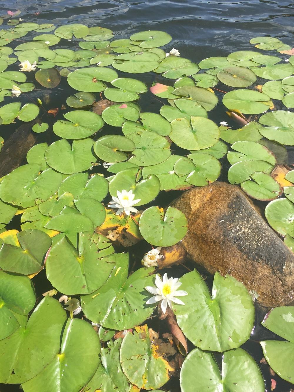 Photo of American White Waterlily (Nymphaea odorata) uploaded by WhistlingWisteria