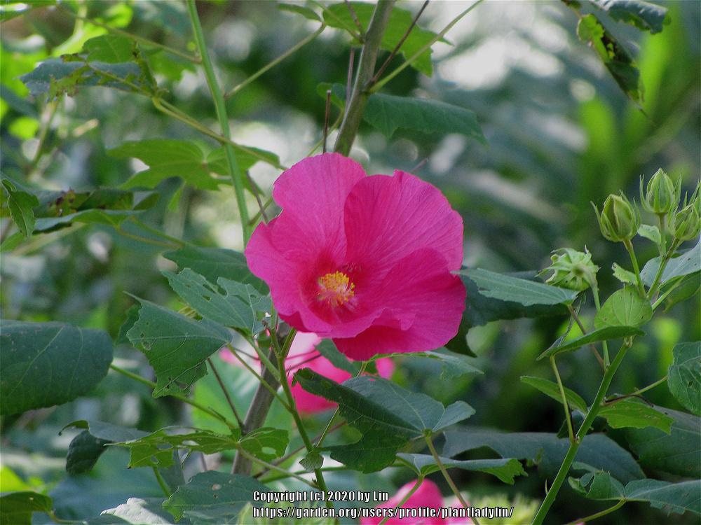 Photo of Confederate Rose (Hibiscus mutabilis) uploaded by plantladylin