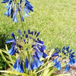 Location: My front flower bed
Date: 2020-07-02
Beautiful cobalt blue in full bloom
